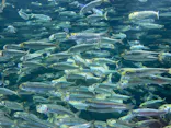 サンシャイン水族館に投稿された画像（2024/3/16）