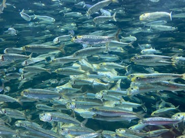 サンシャイン水族館に投稿された画像（2024/3/16）