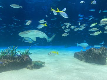 サンシャイン水族館に投稿された画像（2024/3/16）