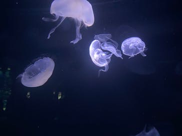 サンシャイン水族館に投稿された画像（2024/3/16）