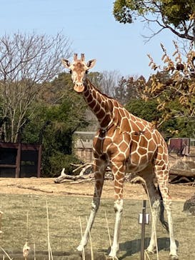 よこはま動物園ズーラシアに投稿された画像（2024/3/16）