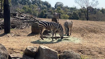 よこはま動物園ズーラシアに投稿された画像（2024/3/16）
