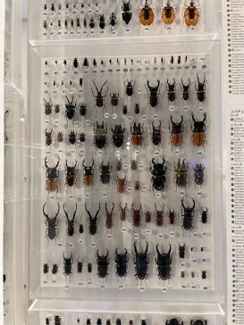 特別展「大哺乳類展３－わけてつなげて大行進」に投稿された画像（2024/3/16）