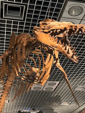 特別展「大哺乳類展３－わけてつなげて大行進」に投稿された画像（2024/3/16）