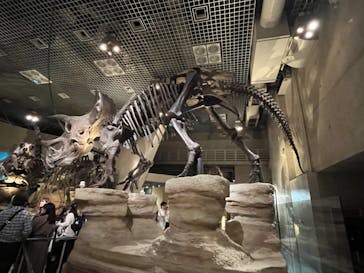 特別展「大哺乳類展３－わけてつなげて大行進」に投稿された画像（2024/3/16）