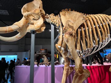 特別展「大哺乳類展３－わけてつなげて大行進」に投稿された画像（2024/3/16）