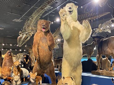 特別展「大哺乳類展３－わけてつなげて大行進」に投稿された画像（2024/3/16）