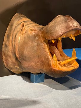 特別展「大哺乳類展３－わけてつなげて大行進」に投稿された画像（2024/3/16）