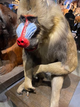 特別展「大哺乳類展３－わけてつなげて大行進」に投稿された画像（2024/3/16）