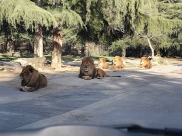 群馬サファリパークに投稿された画像（2024/3/16）