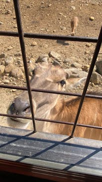 那須サファリパークに投稿された画像（2024/3/16）