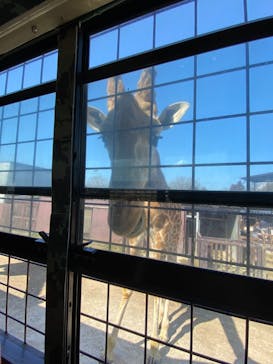 那須サファリパークに投稿された画像（2024/3/16）