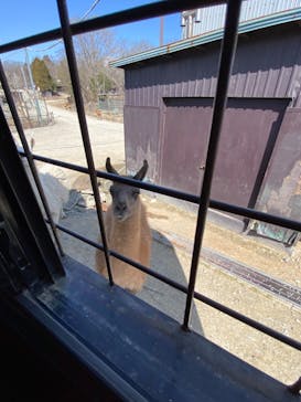 那須サファリパークに投稿された画像（2024/3/16）