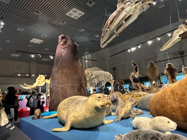 特別展「大哺乳類展３－わけてつなげて大行進」に投稿された画像（2024/3/16）