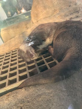 NIFREL（ニフレル）に投稿された画像（2024/3/16）