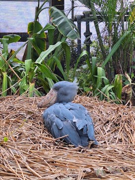 神戸どうぶつ王国に投稿された画像（2024/3/16）