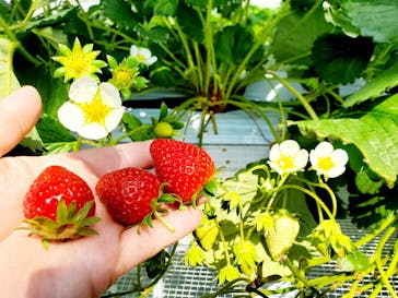 すごう農園直売所ピアッツァに投稿された画像（2024/3/16）