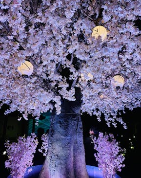 NAKED meets 二条城 2025 観月に投稿された画像（2024/3/16）