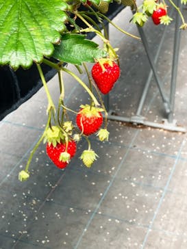 MIGAKI FARMに投稿された画像（2024/3/16）