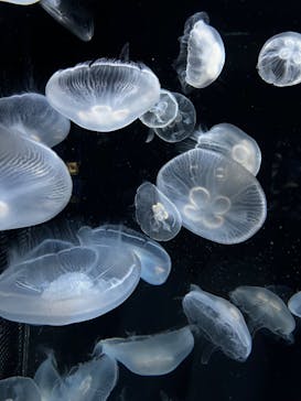 伊豆・三津シーパラダイスに投稿された画像（2024/3/16）