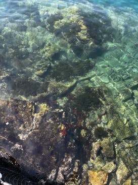 伊豆・三津シーパラダイスに投稿された画像（2024/3/16）