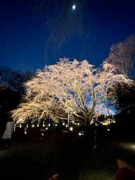 六義園に投稿された画像（2024/3/16）