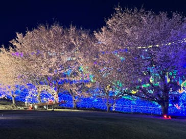 伊豆ぐらんぱる公園に投稿された画像（2024/3/16）