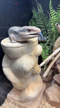 NARA IKIMONO MUSEUMに投稿された画像（2024/3/16）