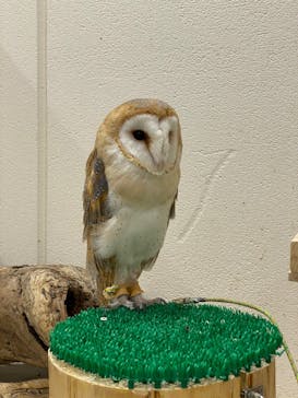 アニタッチみなとみらいに投稿された画像（2024/3/16）