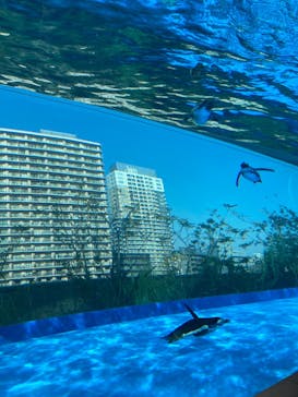サンシャイン水族館に投稿された画像（2024/3/16）