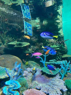 サンシャイン水族館に投稿された画像（2024/3/16）