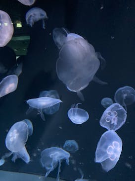 サンシャイン水族館に投稿された画像（2024/3/16）