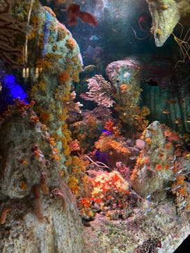 サンシャイン水族館に投稿された画像（2024/3/16）