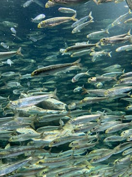 サンシャイン水族館に投稿された画像（2024/3/16）