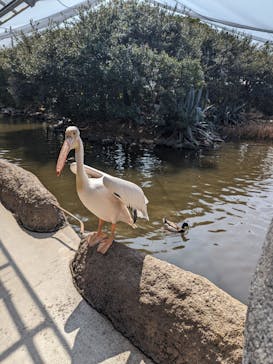 神戸どうぶつ王国に投稿された画像（2024/3/16）