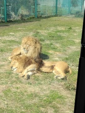 岩手サファリパークに投稿された画像（2024/3/16）