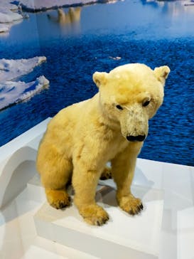 特別展「海　―生命のみなもと―」名古屋市科学館に投稿された画像（2024/3/16）