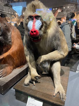 特別展「大哺乳類展３－わけてつなげて大行進」に投稿された画像（2024/3/17）