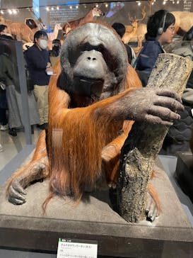 特別展「大哺乳類展３－わけてつなげて大行進」に投稿された画像（2024/3/17）