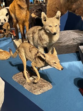 特別展「大哺乳類展３－わけてつなげて大行進」に投稿された画像（2024/3/17）