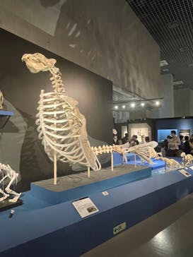 特別展「大哺乳類展３－わけてつなげて大行進」に投稿された画像（2024/3/17）