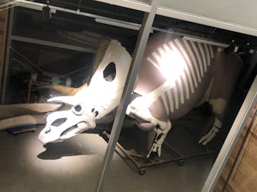 福井県立恐竜博物館に投稿された画像（2024/3/17）