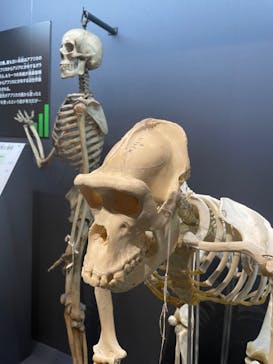 特別展「大哺乳類展３－わけてつなげて大行進」に投稿された画像（2024/3/17）