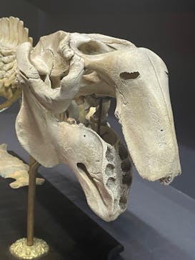 特別展「大哺乳類展３－わけてつなげて大行進」に投稿された画像（2024/3/17）