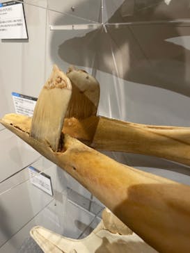 特別展「大哺乳類展３－わけてつなげて大行進」に投稿された画像（2024/3/17）