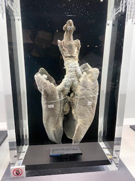 特別展「大哺乳類展３－わけてつなげて大行進」に投稿された画像（2024/3/17）
