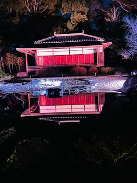 NAKED桜まつり 2024 世界遺産・二条城に投稿された画像（2024/3/17）