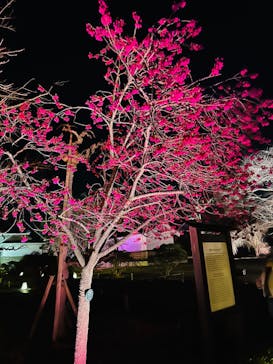 NAKED meets 二条城 2025 観月に投稿された画像（2024/3/17）