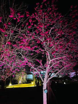 NAKED meets 二条城 2025 観月に投稿された画像（2024/3/17）