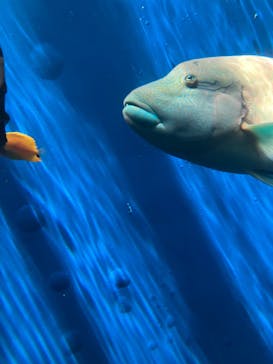 環境水族館アクアマリンふくしまに投稿された画像（2024/3/17）